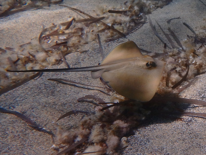 noticias náuticas, actualidad náutica, uib, tiburones, rayas, fauna marina, medio ambiente, life-pro