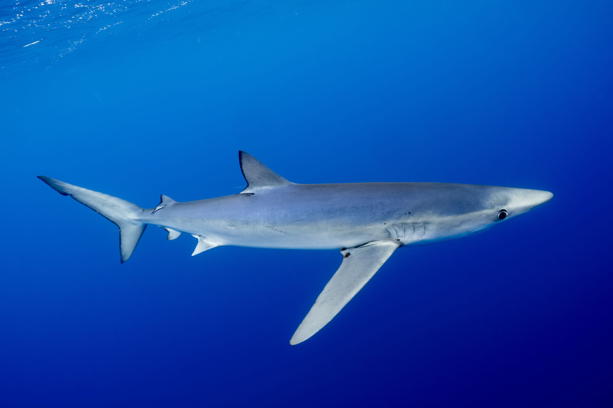 noticias náuticas, actualidad náutica, uib, tiburones, rayas, fauna marina, medio ambiente, life-pro