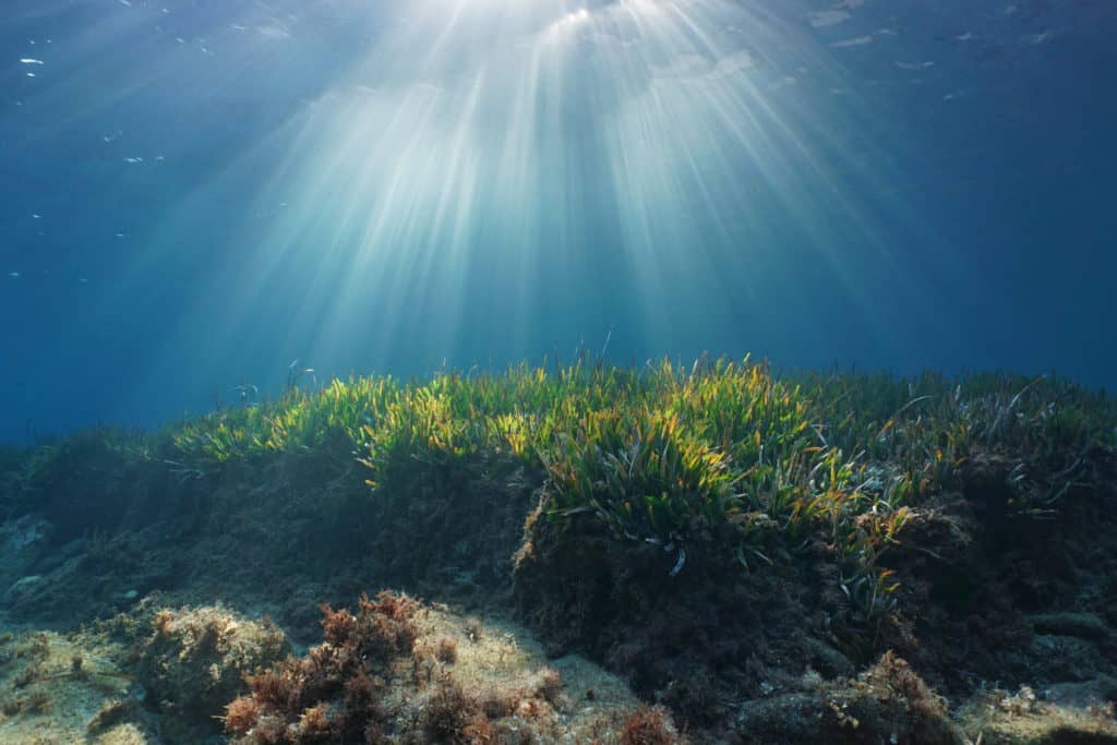 actualidad náutica, noticias náuticas, posidonia, medioambiente, protección, ibanat, servicio de inf