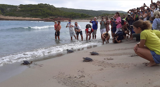 actualidad náutica, noticias náuticas, tortugas, tortugas marinas, nidificación tortugas marinas, de