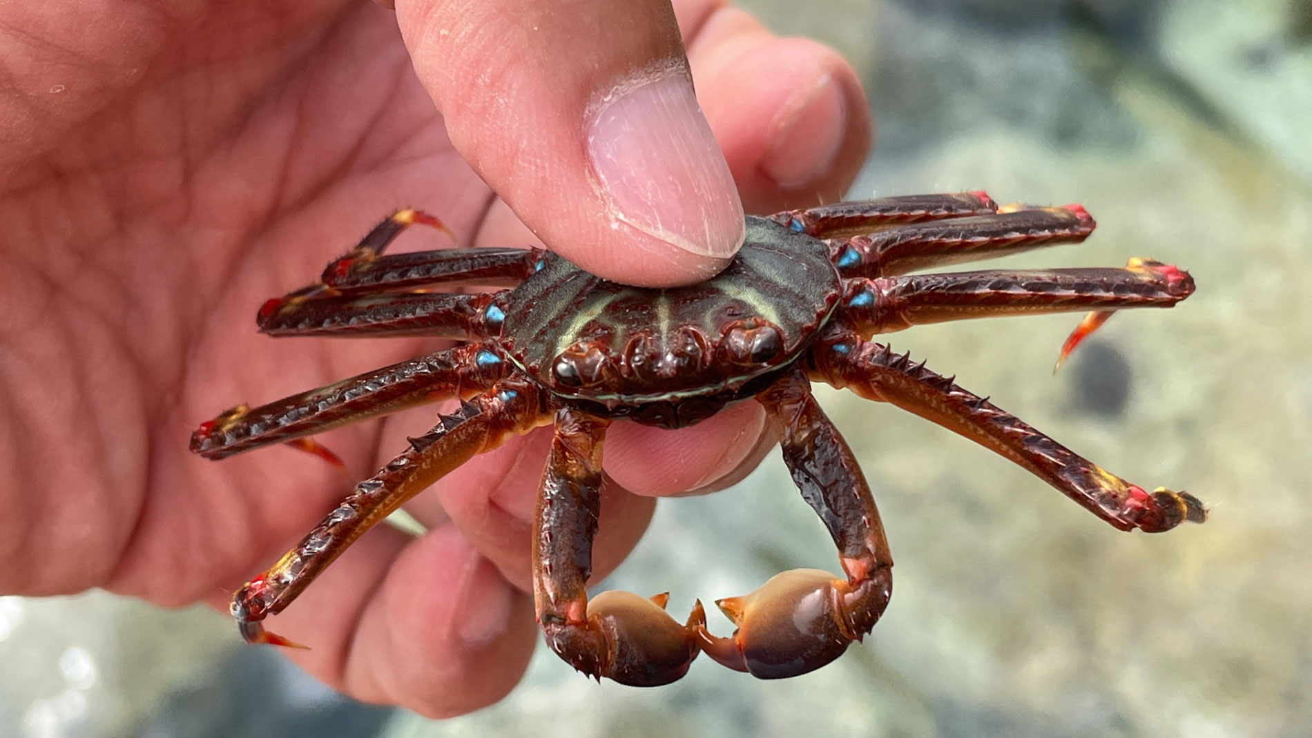 El cangrejo araña invade el Mediterráneo