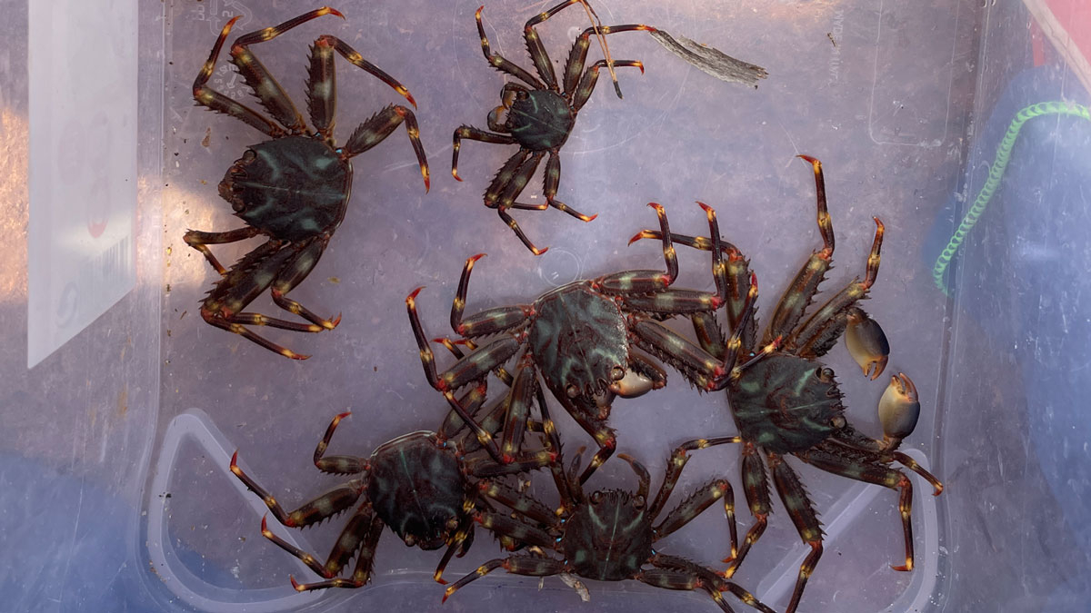 actualidad náutica, noticias náuticas, cangrejo, cangrejo araña, especies nativas, mar mediterráneo,