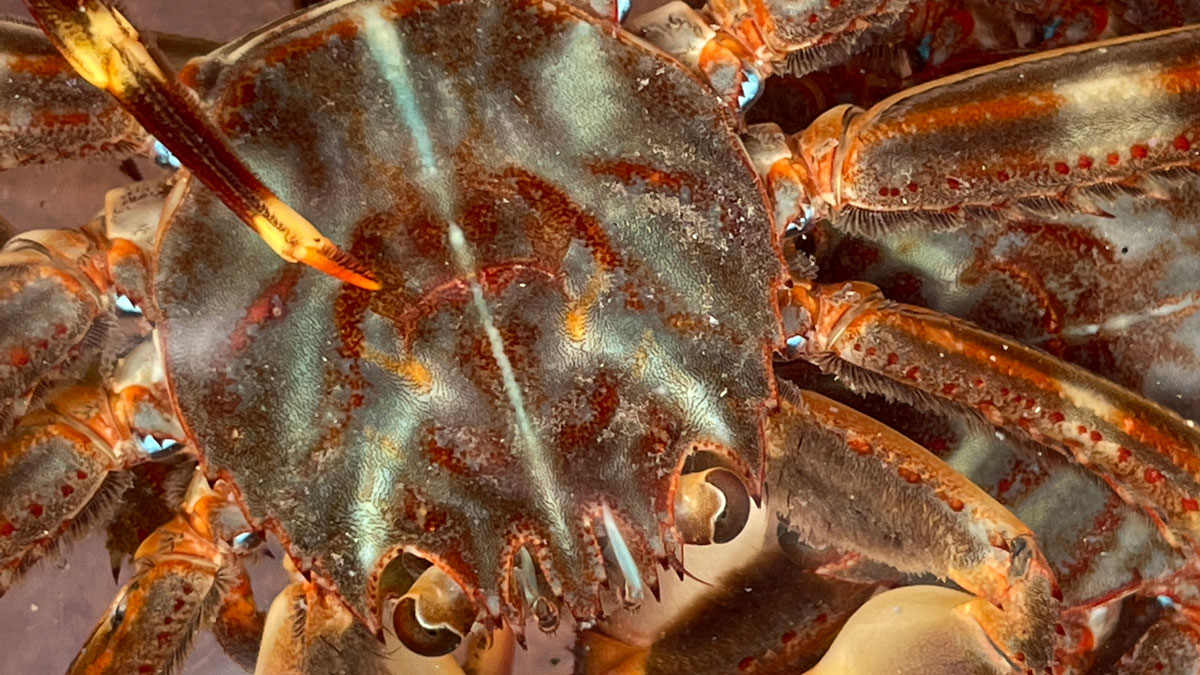 actualidad náutica, noticias náuticas, cangrejo, cangrejo araña, especies nativas, mar mediterráneo,