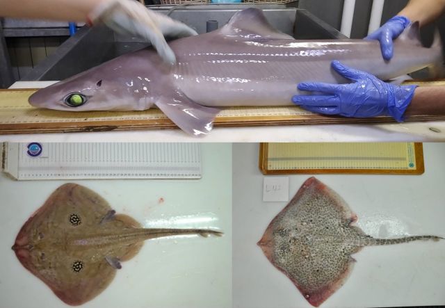 First signs of recovery of shark and ray populations in Balearic Islands