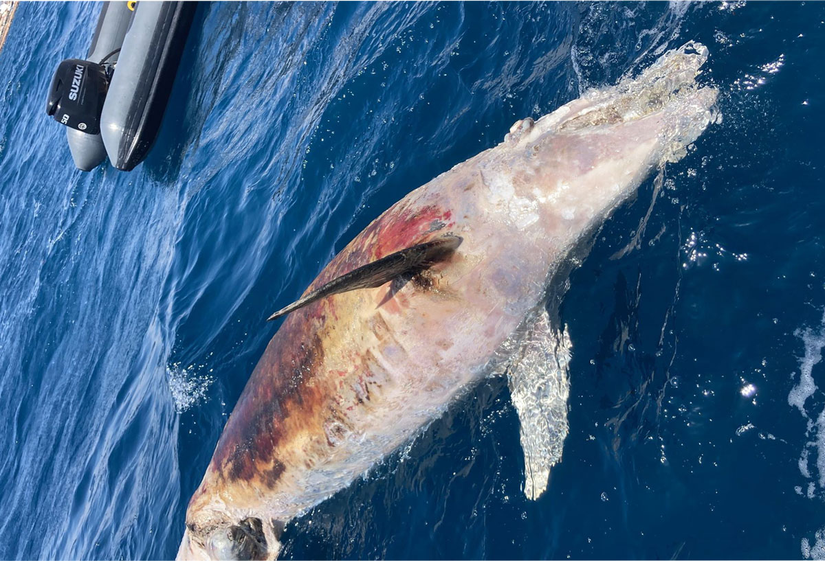 A skeleton of a dolphin has been found nearby the waters of Sa Ràpita