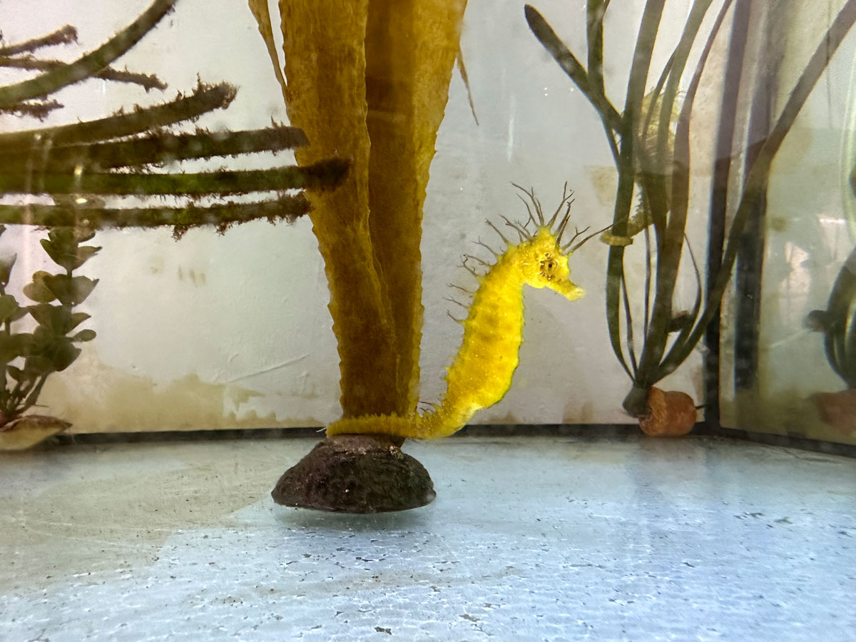 Palma Aquarium works on a plan to restock the population of seahorses at the Mediterranean.