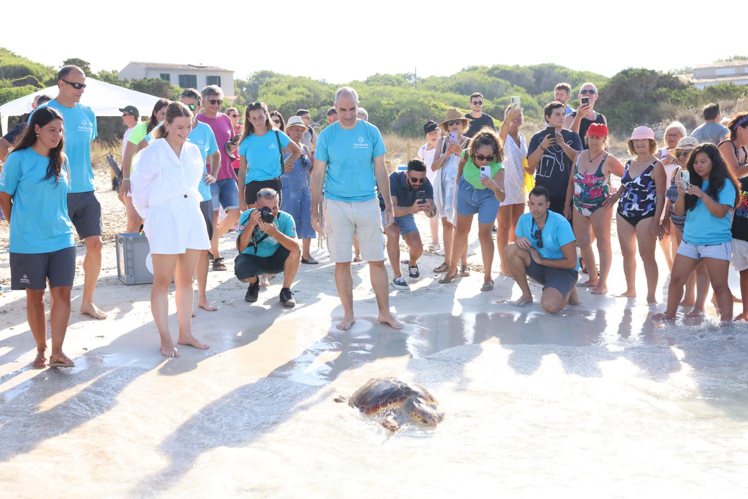 Liberadas dos tortugas marinas tras se tratadas en el Centro de Recuperación de Palma Aquarium