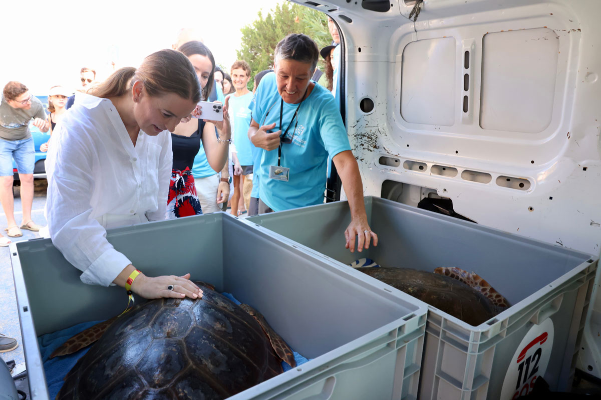 actualidad náutica, noticias náuticas, tortugas, tortugas marinas, nidificación tortugas marinas, de