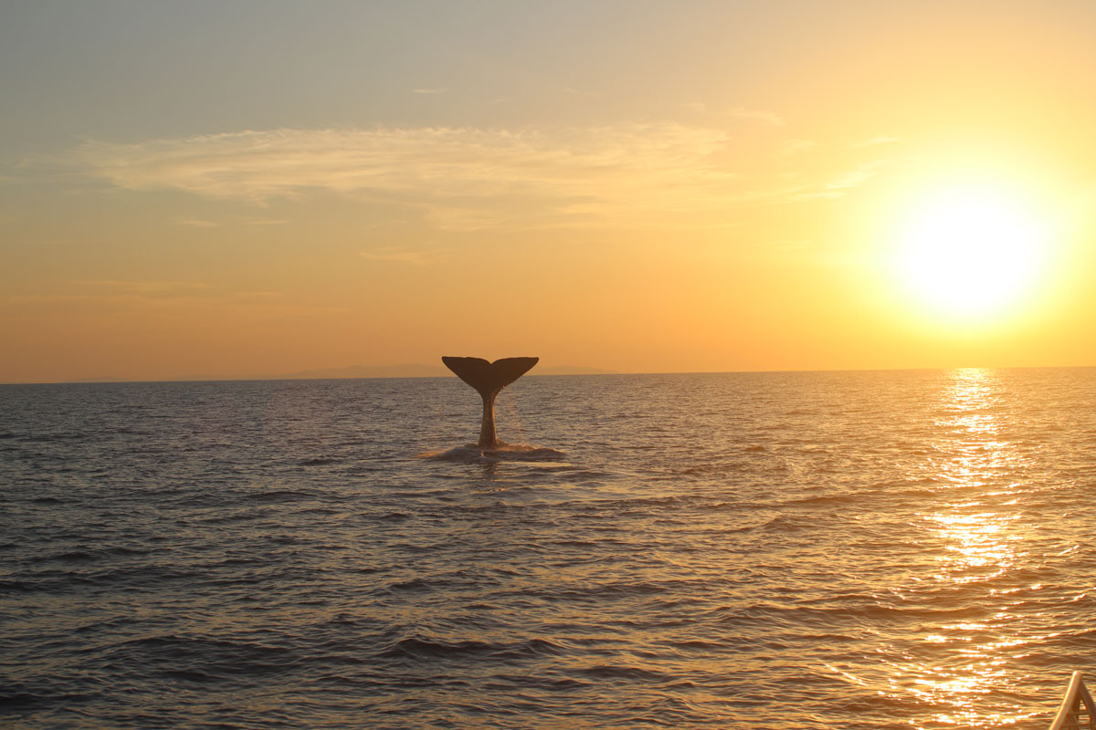 The north of Menorca, a vital place for the sperm whale