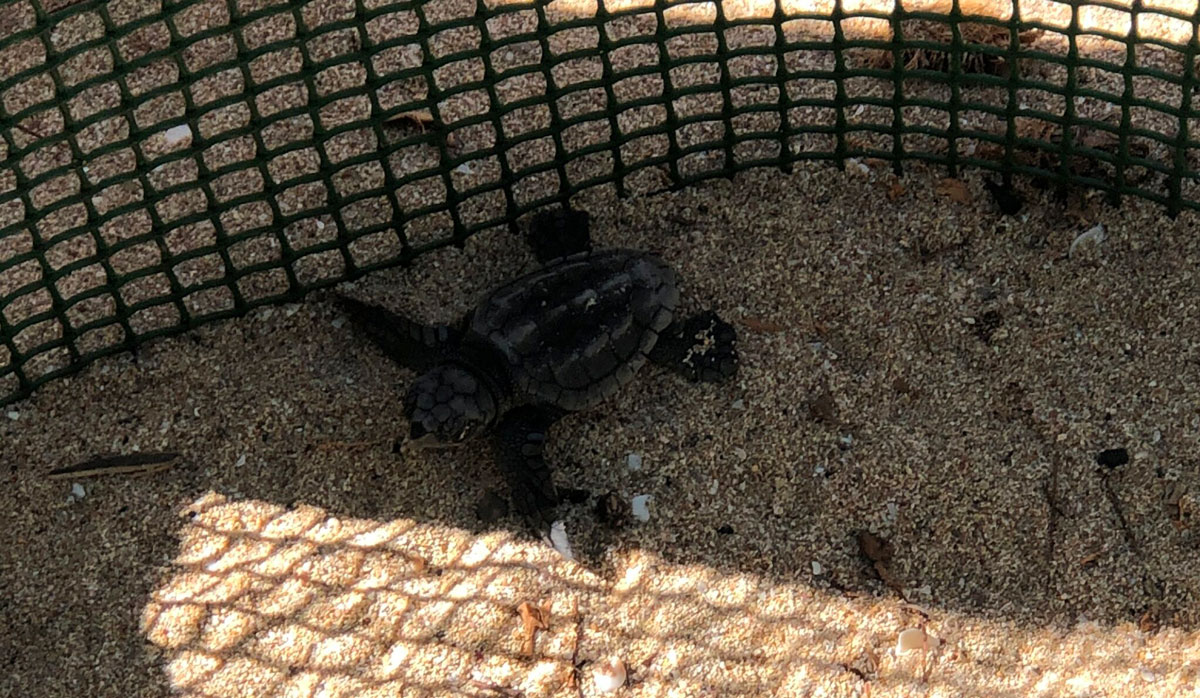 Surveillance is reinforced for the nest of Cala Millor in light of a possible birth of sea turtles