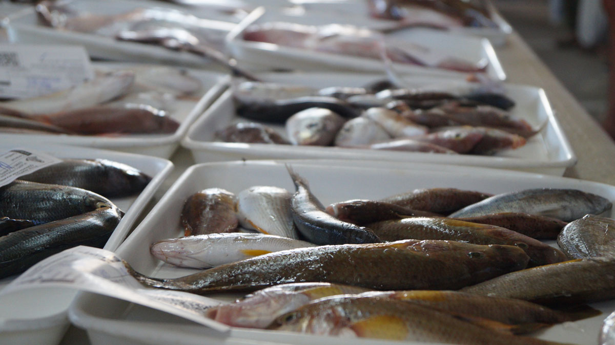 Do you know what fish is sold at the fish market ‘la lonja’ and how much it costs?