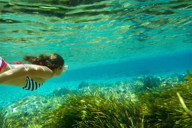 actualidad náutica, noticias náuticas, posidonia, medioambiente, protección, ibanat, servicio de inf