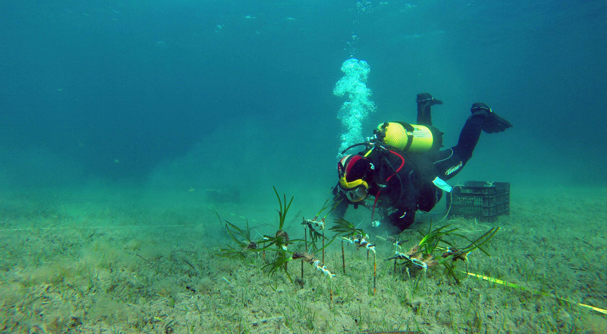 Comienza la replantación de posidonia oceánica en Ibiza