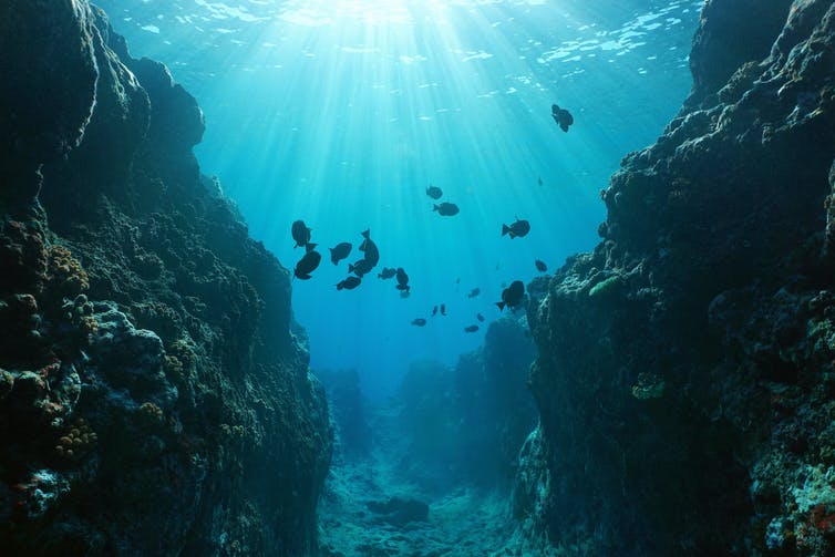 Ofrecen 12 becas a los mejores proyectos de conservación marina de los estudiantes de la UIB