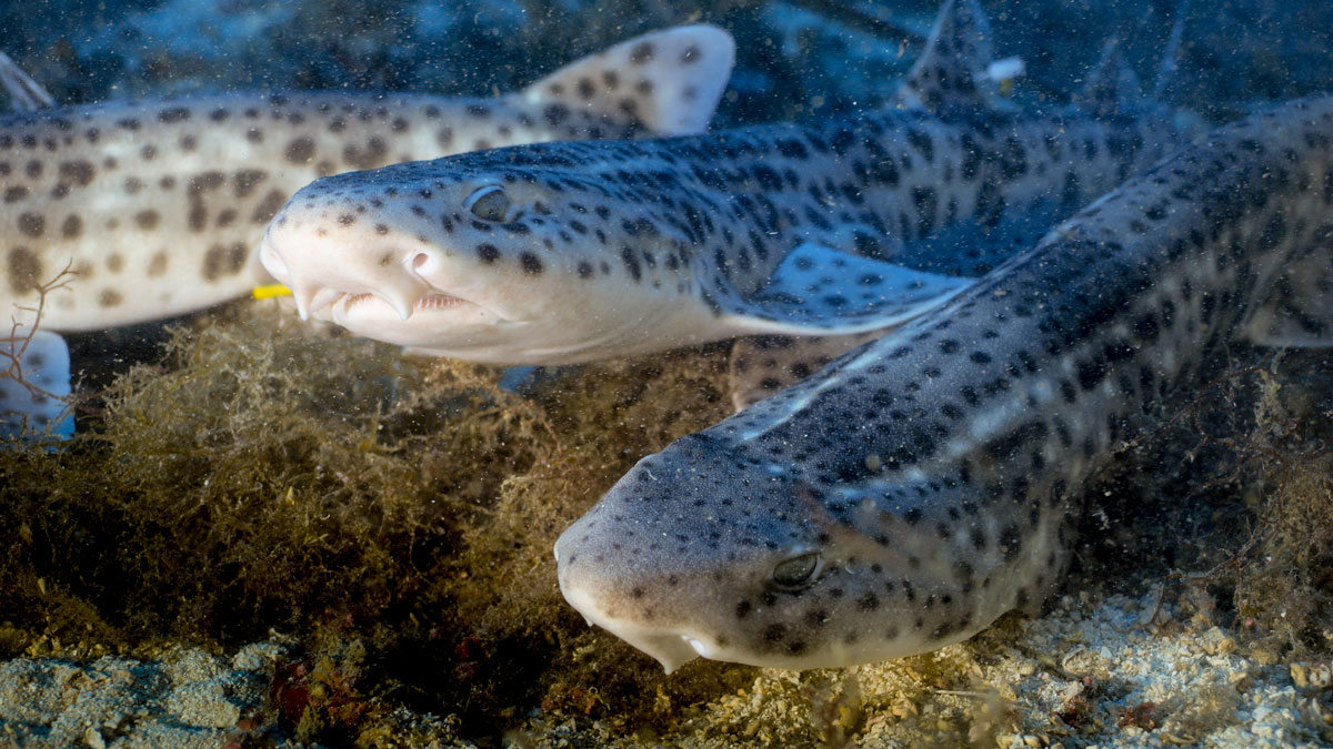 16 sharks Scyliorhinus stellaris are freed in the waters of El Toro