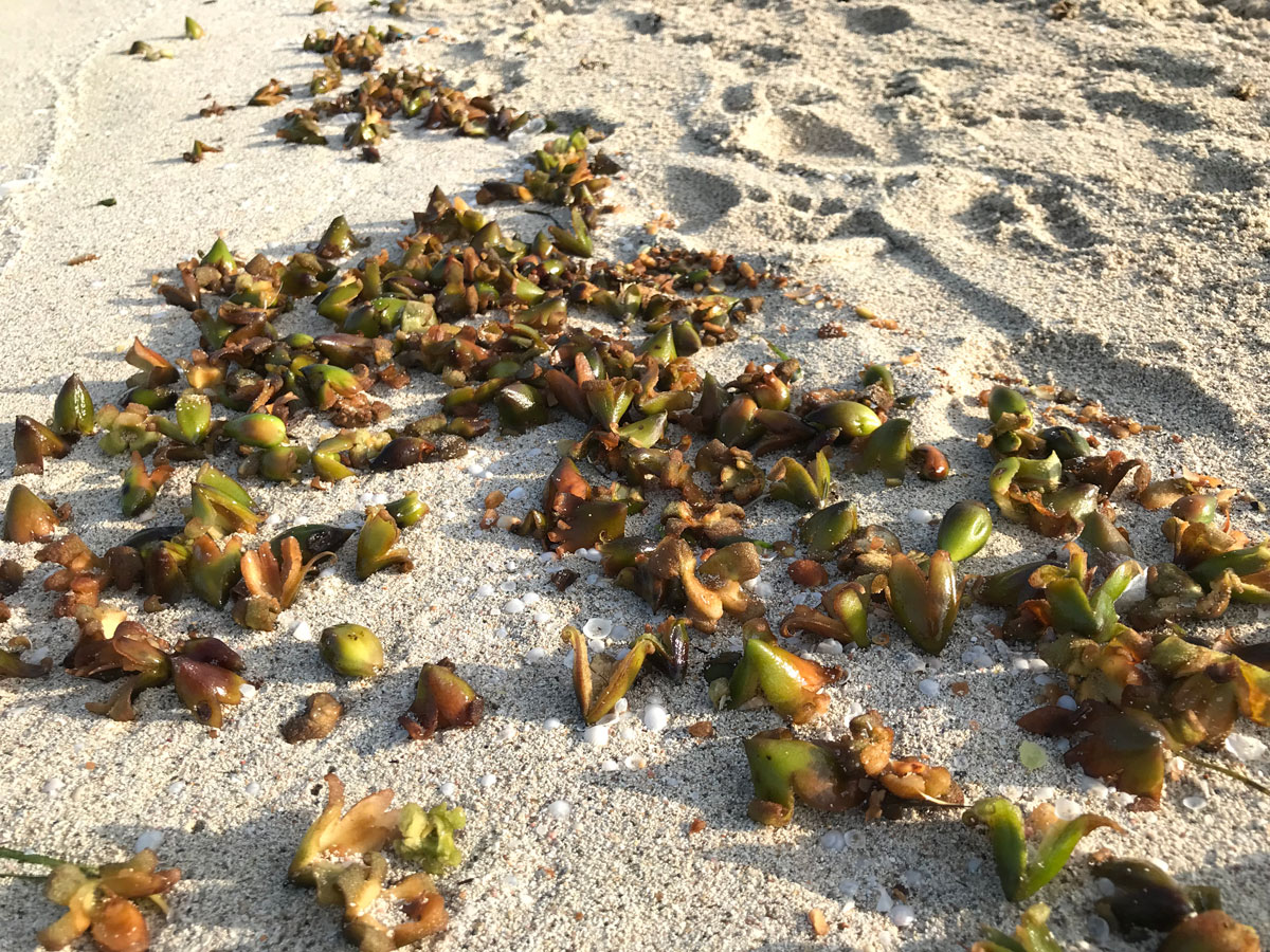 El desplazamiento de los frutos y semillas de posidonia, la clave para su conservación y restauració