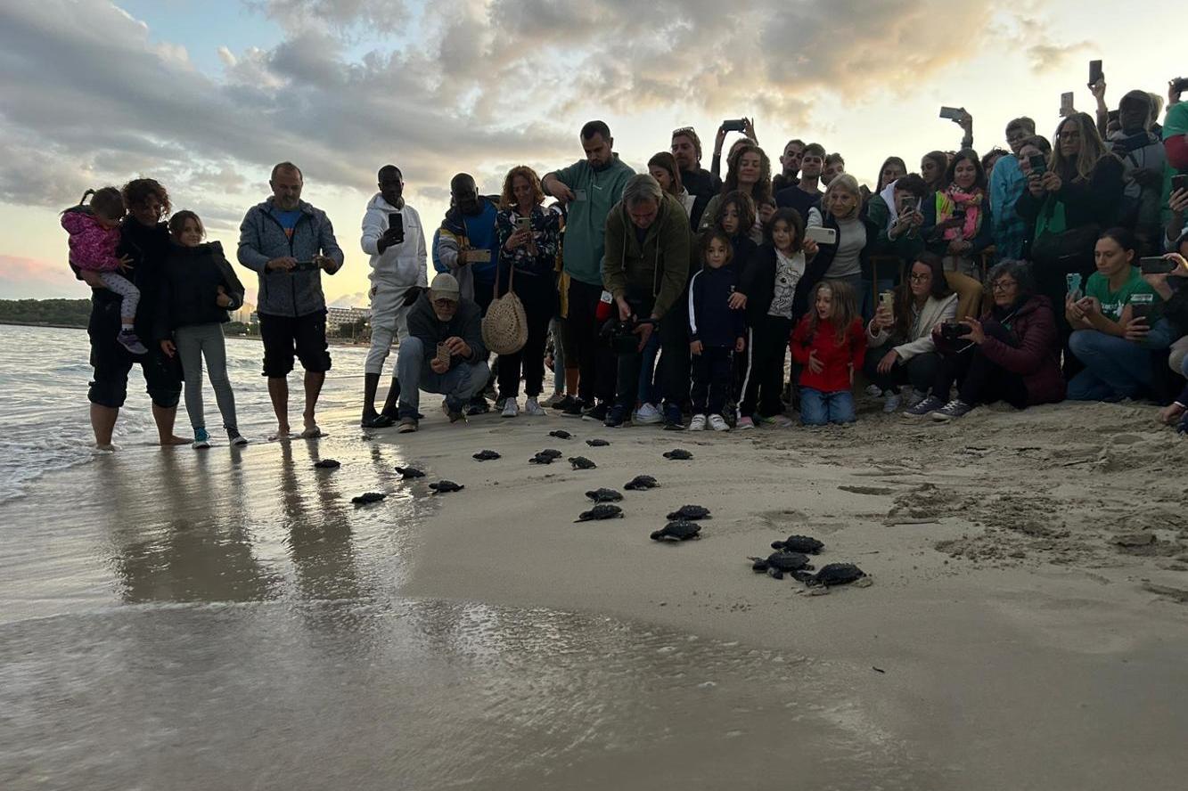 Liberadas en la playa de Cala Millor y en la de Es Cavallet 47 tortugas marinas nacidas en Baleares 