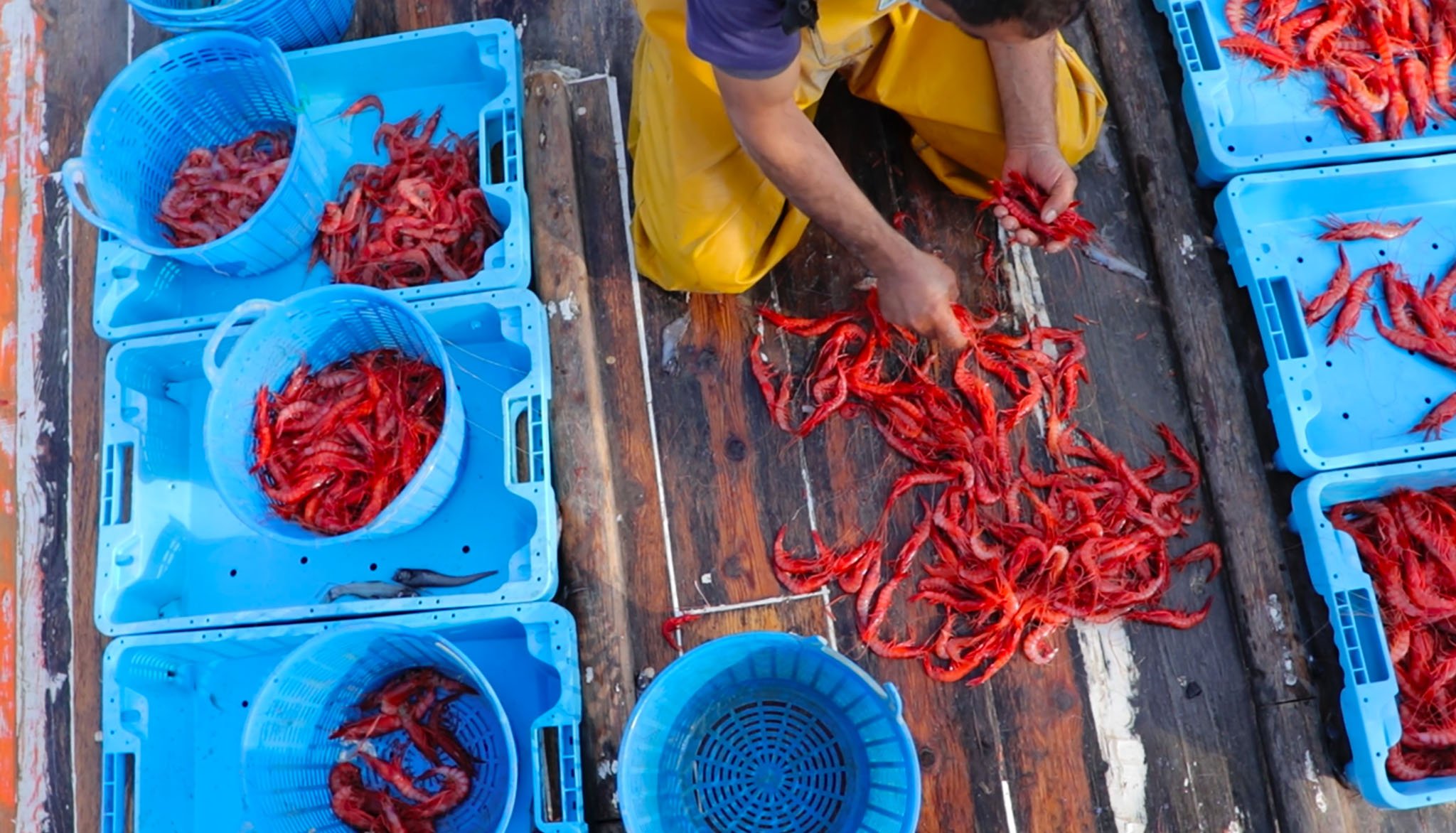 Europa desestima el recurso de España contra los límites de pesca de gamba roja en Baleares