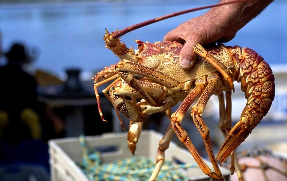 The Government listens to Menorcan fishermen & will ask to go out every day to fish for lobster