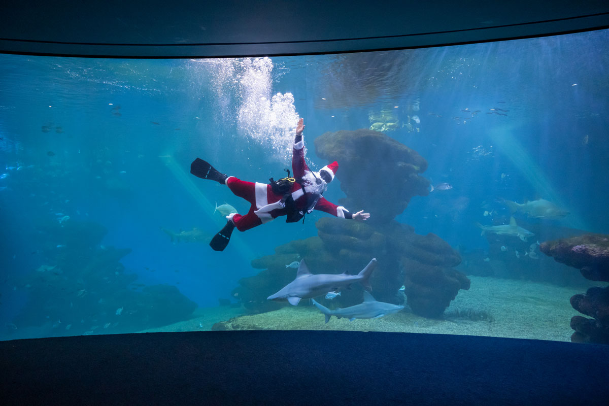 The magic of Christmas immerses itself in the marine world of Palma Aquarium