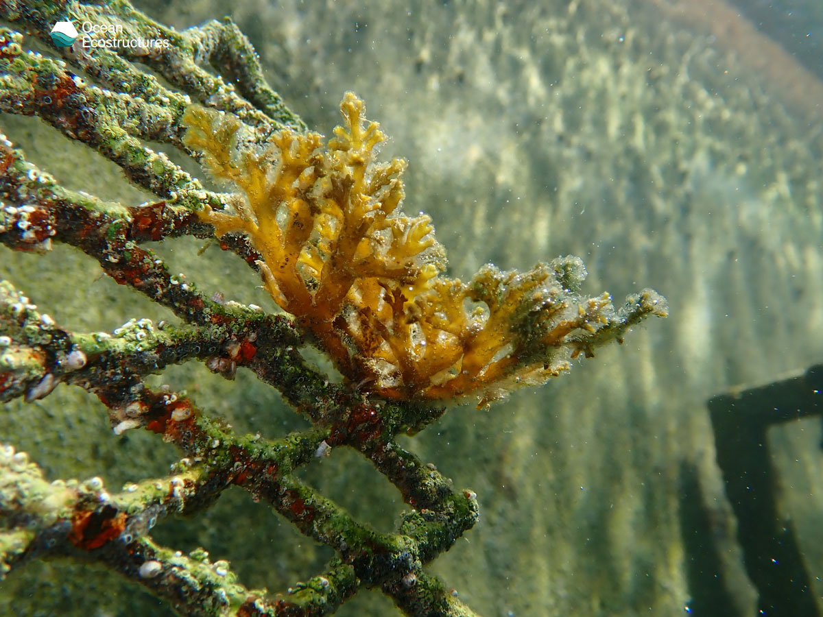 Port Adriano implements a system to regenerate marine life