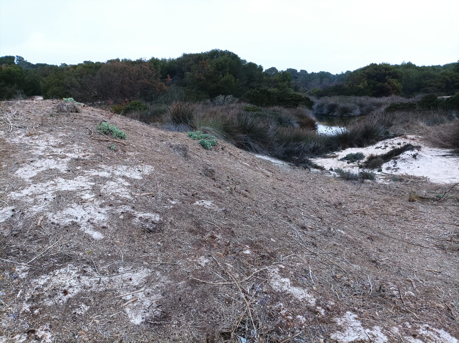 actualidad náutica, noticias náuticas, posidonia, retirados, sa ràpita, es trenc, arena, playa, sist