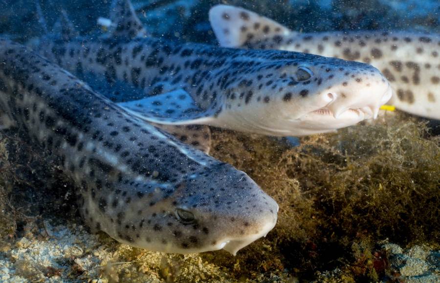 Balearic fishermen recover a juvenile nursehound