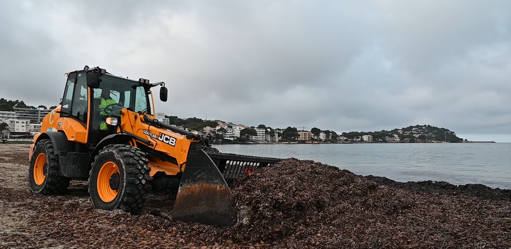 Calvià prepara sus playas para la temporada retirando la posidonia acumulada