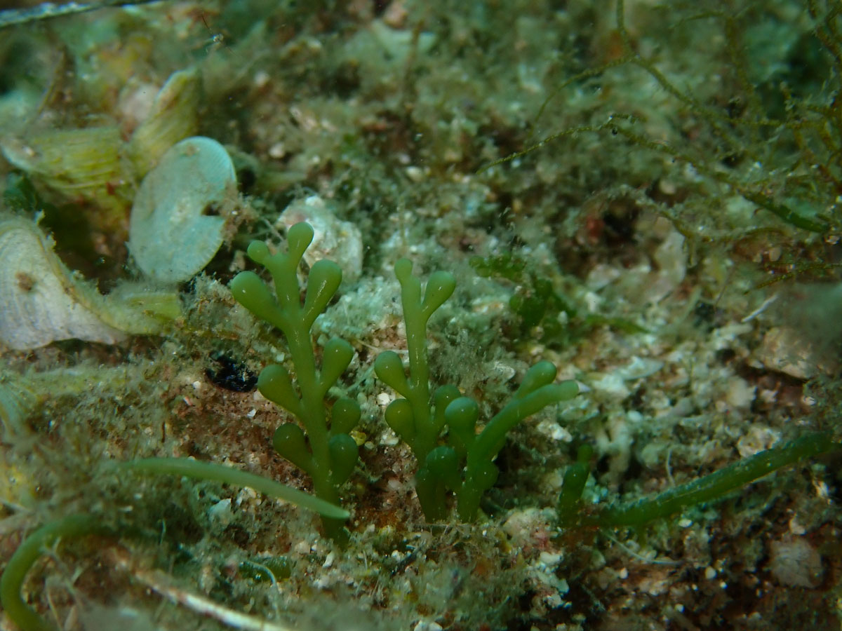 El calentamiento del mar favorece la aparición de algas tropicales en el Mediterráneo