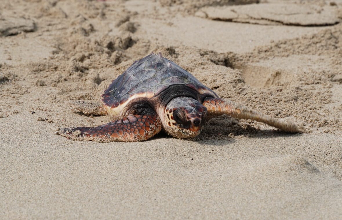 Attention, sea turtle nest!