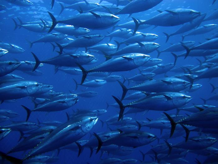 The bluefin tuna campaign begins in the Balearic Islands