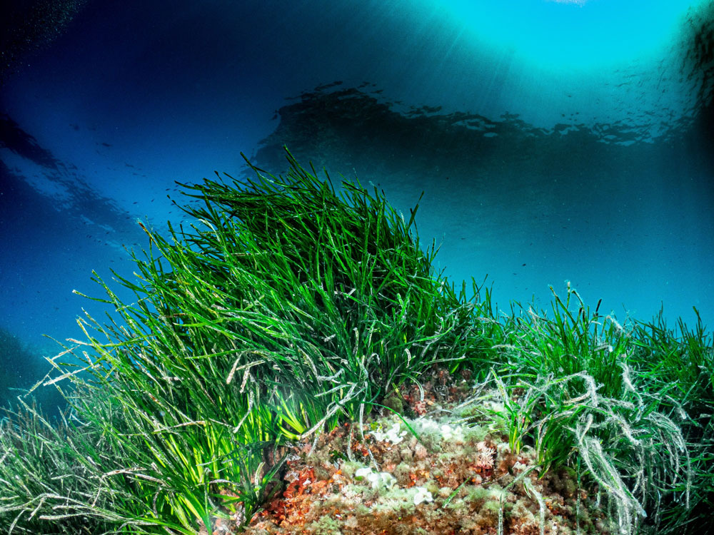 Actualidad náutica, noticias náuticas, IBANAT, protección de la posidonia, Dirección General de Pesc