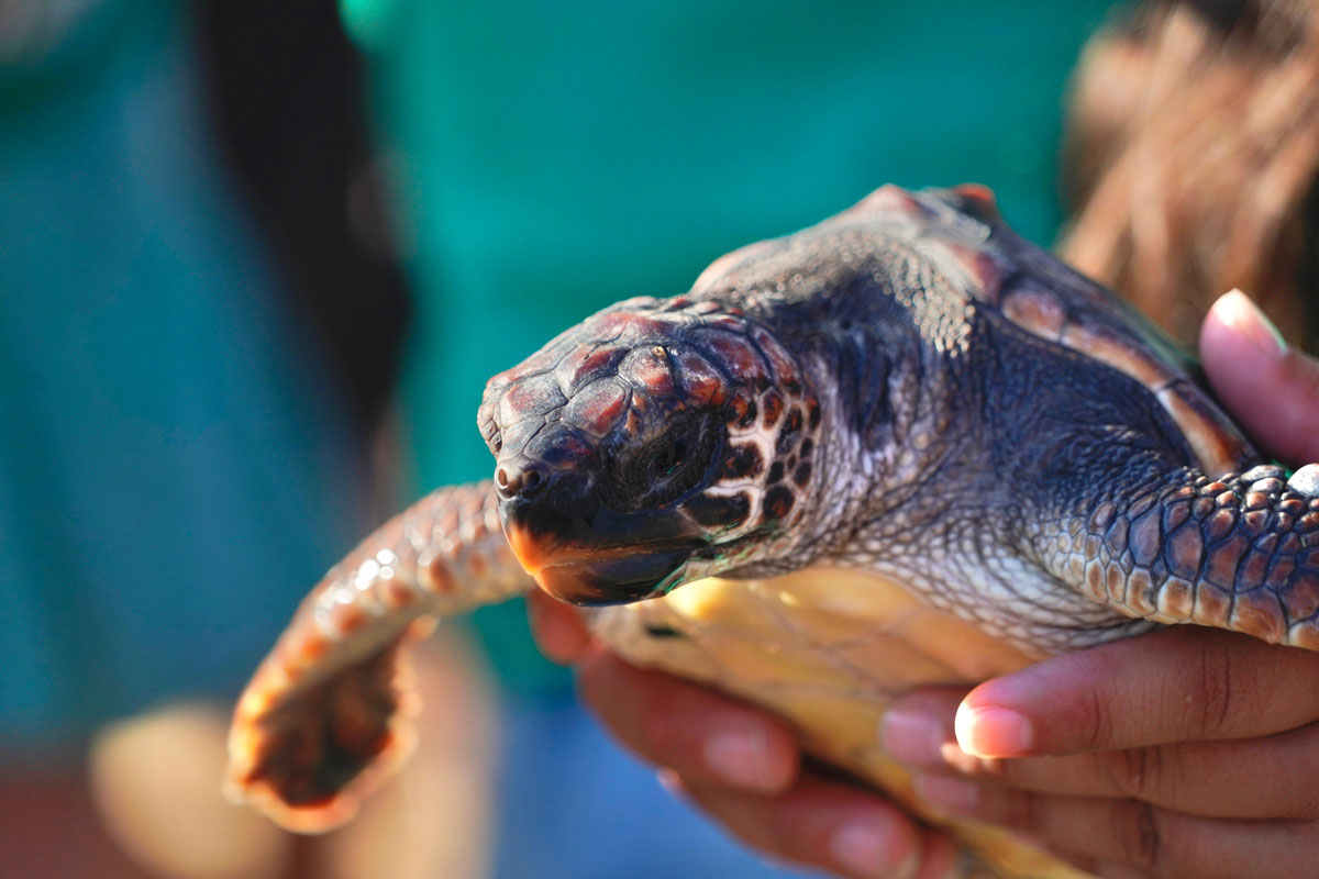 Vuelven al mar 68 tortugas marinas nacidas en Mallorca