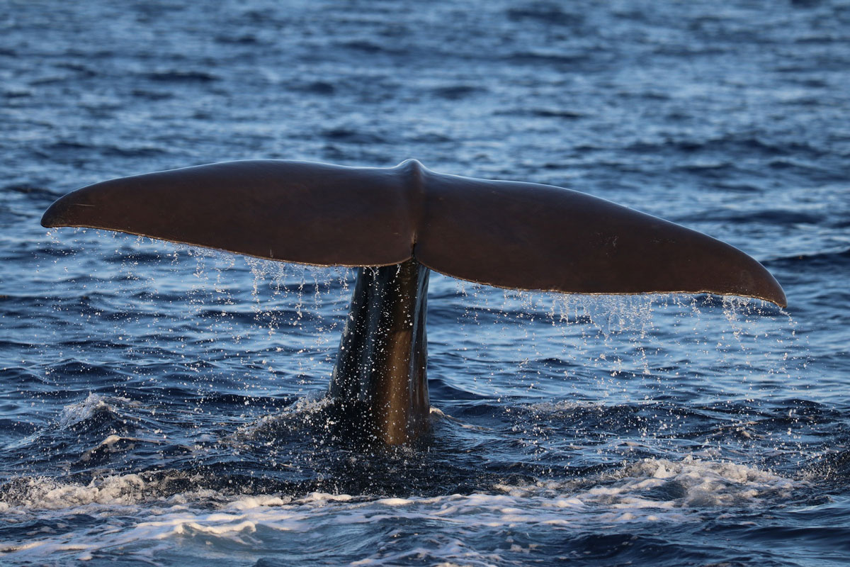 The campaign to monitor sperm whales with the support of Marina Port Mahón begins