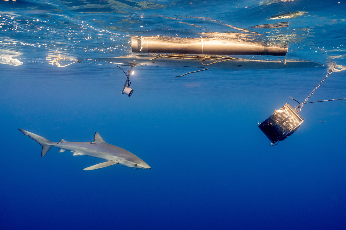 Shark Med estudia los tiburones y rayas en el Parque Nacional de Cabrera 