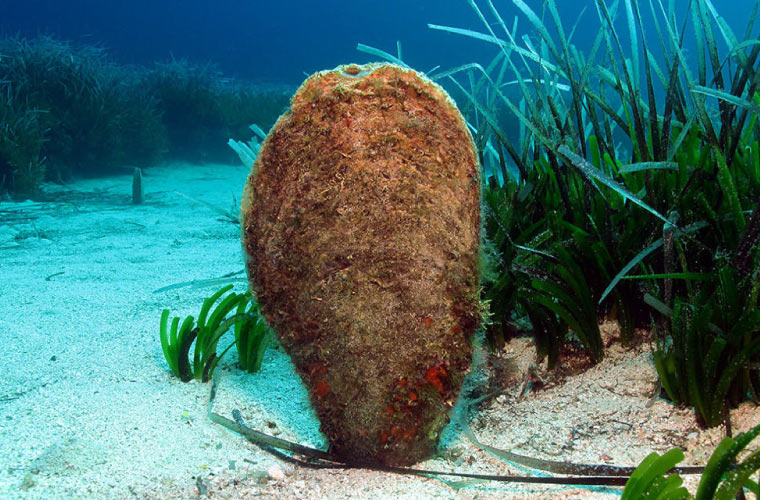 Nueva campaña para recopilar información sobre la caracola y la nacra en las Baleares