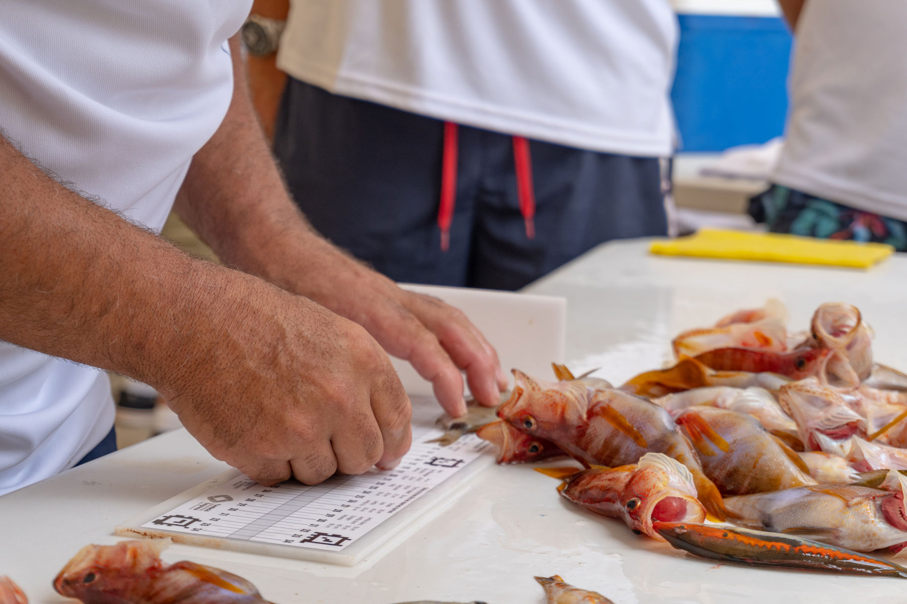 actualidad náutica, noticias náuticas, pesca, club nàutic sa ràpita, trobada, roquer, pescadores, em