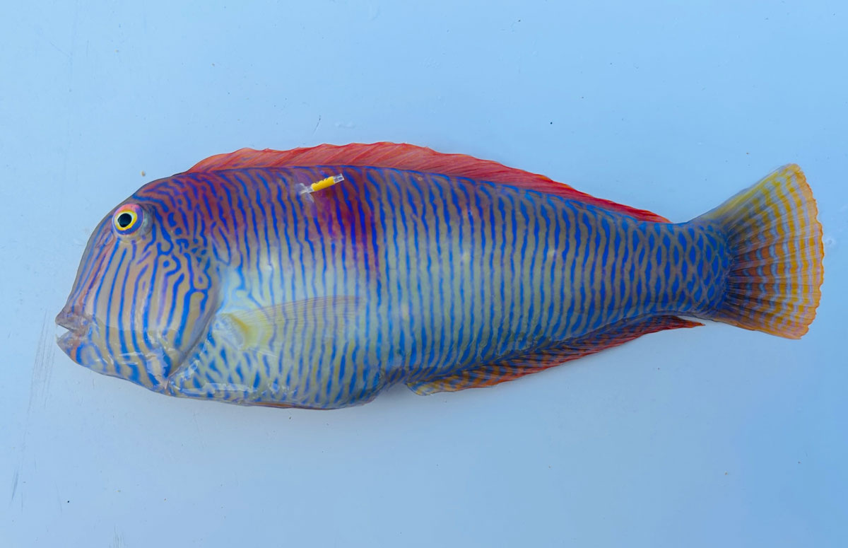 Wrasses Equipped with Mobile Technology to Analyze the State of Their Populations