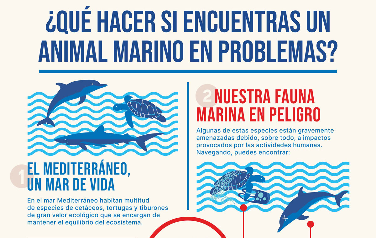 ¿Sabes cómo actuar si encuentras un animal marino en problemas?