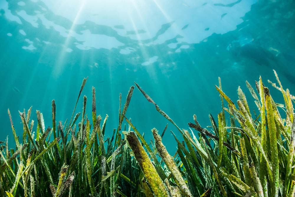 actualidad náutica, noticias náuticas, sant josep, posidonia, medio ambiente, litoral