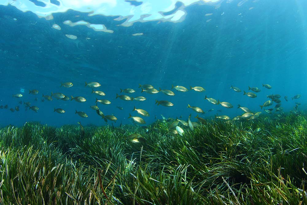 actualidad náutica, noticias náuticas, sant josep, posidonia, medio ambiente, litoral