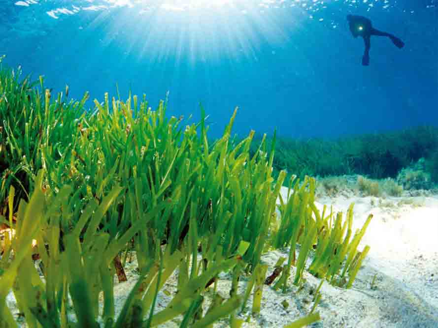 actualidad náutica, noticias náuticas, sant josep, posidonia, medio ambiente, litoral