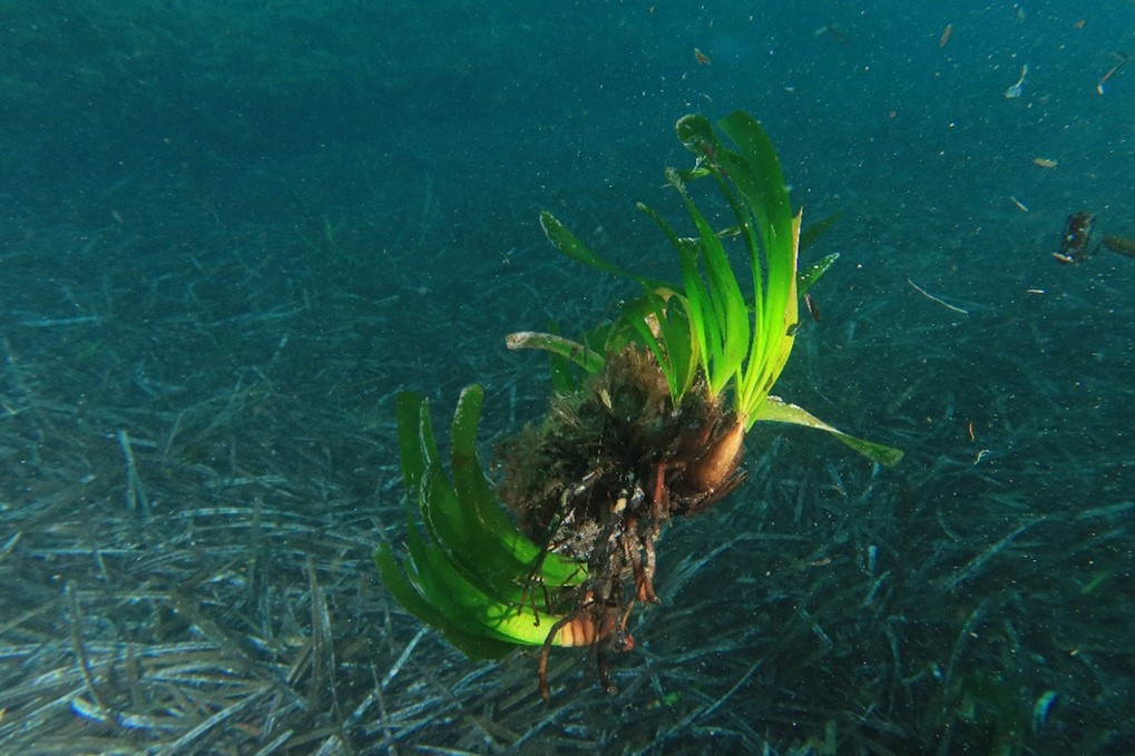 noticias náuticas, actualidad náutica, posidonia, puerto de fornells, medio ambiente, fauna marina, 