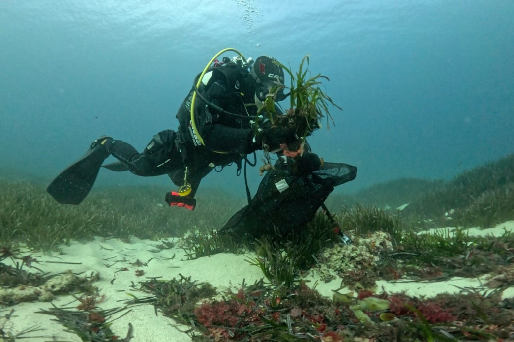 noticias náuticas, actualidad náutica, posidonia, puerto de fornells, medio ambiente, fauna marina, 