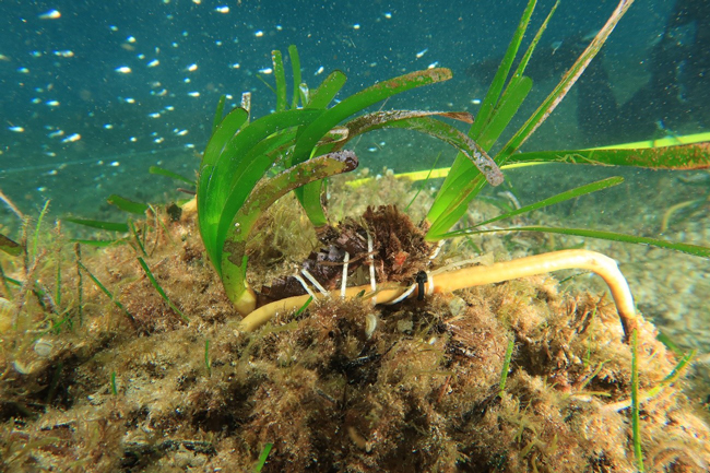 noticias náuticas, actualidad náutica, posidonia, puerto de fornells, medio ambiente, fauna marina, 