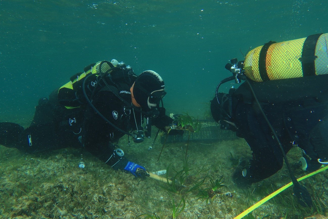 noticias náuticas, actualidad náutica, posidonia, puerto de fornells, medio ambiente, fauna marina, 