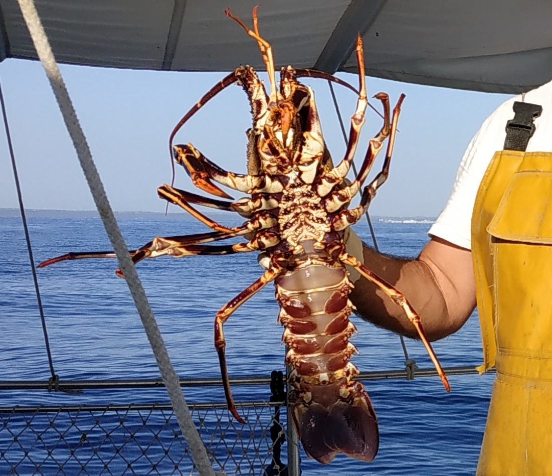 actualidad náutica, noticias náuticas, BOIB, Joan Simonet, pesca de langosta, sostenibilidad, illes 