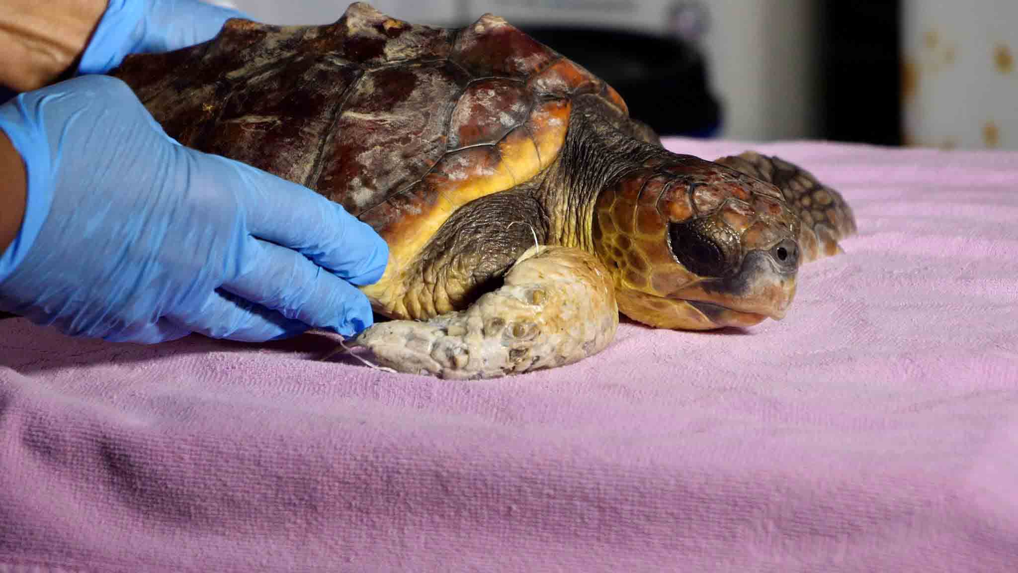 El Centro de Rescate de Palma Aquarium ha atendido a 116 animales marinos en 2021