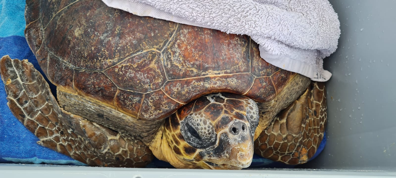 El 75% de las tortugas rescatadas en 2022 estaban atrapadas en plásticos