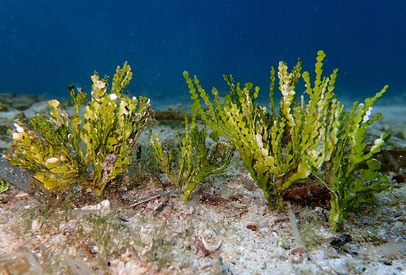Los impactos de un alga invasora sobre las praderas marinas del mar Mediterráneo
